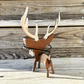 Deer eye glass holder