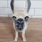 Llama Eyewear Stand